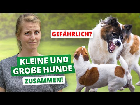 Video: Hundegrüße falsch gelaufen