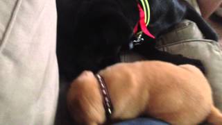 Yellow Lab Puppy and Big Sister Black Lab Play Fighting by Shaylee S 403 views 10 years ago 31 seconds