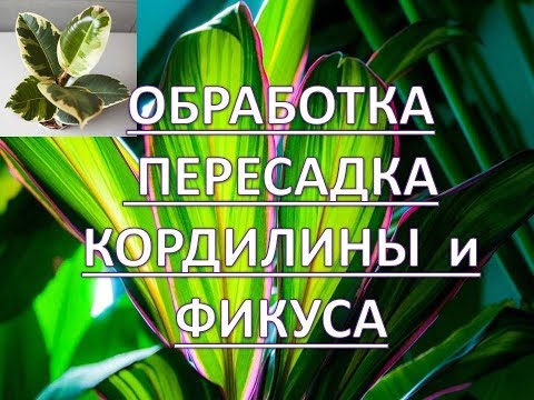 Видео: Какво е растение Cordyline – Информация за сортовете Cordyline