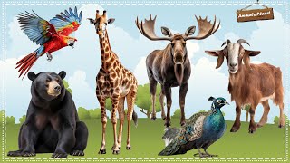 A Compilation of Amazing Animal Sounds and Videos: Parrot, Sun bear, Giraffe, Moose, Goat, Peacock by Animals Planet 2,067 views 2 weeks ago 32 minutes