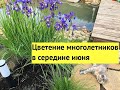 Цветущие многолетники в середине июня в моем саду