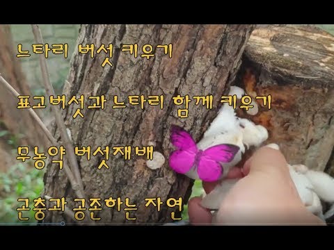 버섯 재배하기#느타리버섯 재배하기#버섯키우는 방법#표고버섯 재배하기#자연에서 버섯 재배하기#Oyster mushroom#how to grow mushroom