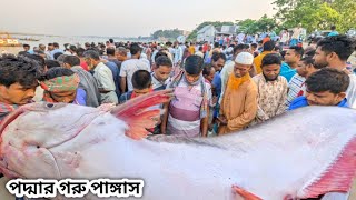 পদ্মার বিশাল সাইজের গরু পাঙ্গাস নিলাম জিতলো কে | today fish market video | big amazing fish | Rasel