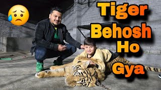 Tiger Behosh Ho Gaya Or phr Nails Cutting kr di | Nouman Hassan |