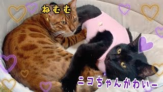 ニコとナナの関係のその後…