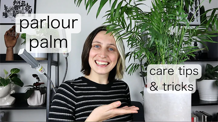 PARLOUR PALM CARE | Chameadorea Elegans Tips & Tri...