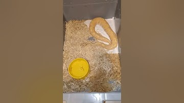 LIVE FEEDING!!! banana ball python swallows live mouse