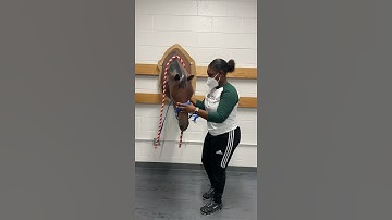 How to Halter a Horse Using Open Buckle Technique