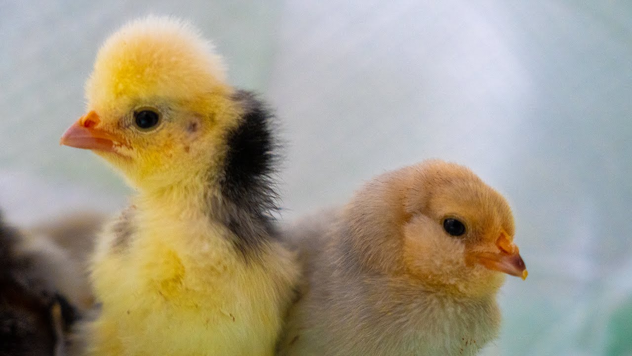 LIVE Baby Chickens Just Hatched! 5 Days Old