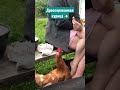 Дрессированная курица 🐔 #shorts #sharks