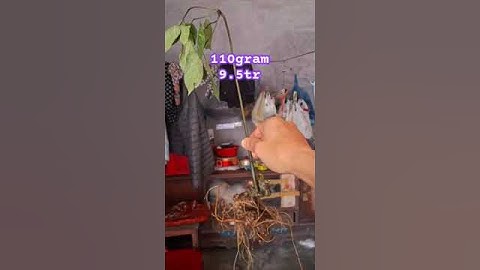 củ sâm ngọc linh rừng #sâm_ngọc_linh_rừng #sâm_lai_châu_rừng