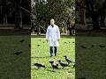 One Human Face Triggered an Entire Murder of Crows #crow #shortvideo #viral