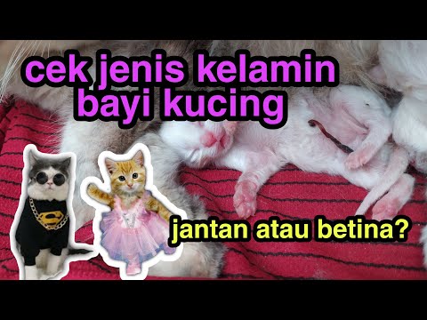 Video: Berhentinya Ventrikel Pada Kucing