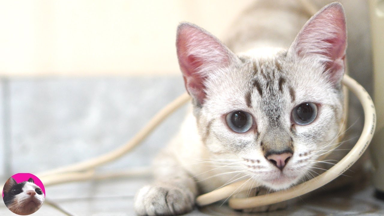 これってうちの猫だけ シャムミックスの性格がよくわかる動画 Youtube