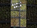 【多肉植物】葉挿しの実験!