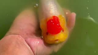 Female fish with a jade-like face and a red top, ike the national flag of a certain country