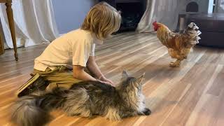 Maine Coon and Rooster by Maine Coons and Vlad  1,735 views 2 years ago 19 seconds