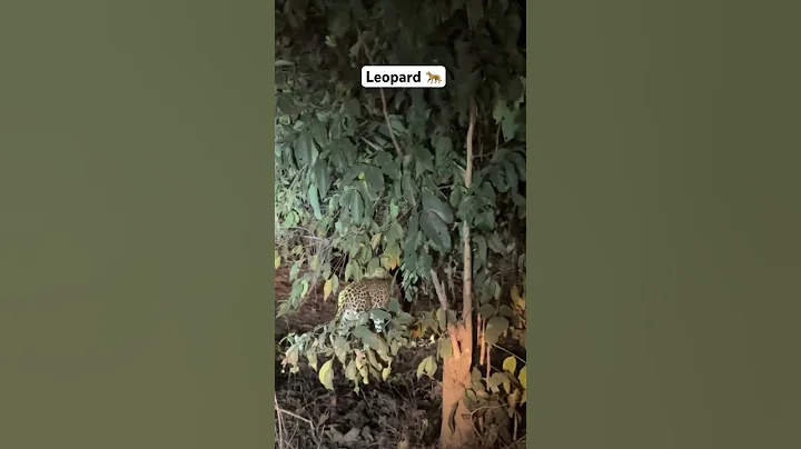 Found leopard in Tadoba 🦌🌳 #tree #forest #tadoba #leapard #tiger #night #jungle #jungleadventure
