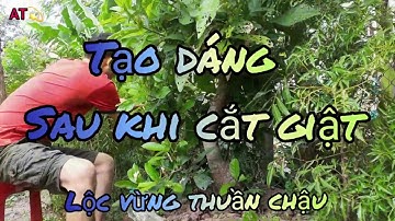 Tạo dáng sau khi cắt giật cây lộc vừng thuần chậu