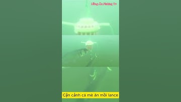 Cận cảnh cá mè ăn mồi khi câu bằng lance - Hồng Ân Fishing Tv.