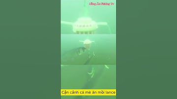 Cận cảnh cá mè ăn mồi khi câu bằng lance - Hồng Ân Fishing Tv.