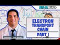 Metabolism | Electron Transport Chain: DETAILED | Part 1