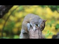 beautiful squirrels CC0 video فيديوهات رائعة للسناجب