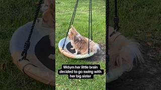 Wdym her little brain just decided to go sit with her big sister 🥹 #cutedogs #dogs #dogshorts #dog
