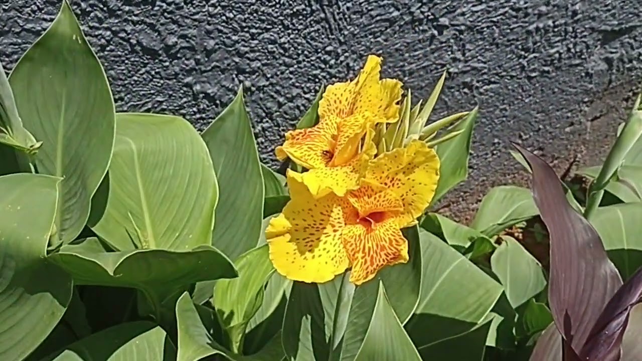 Yellow with red spot flower cannas