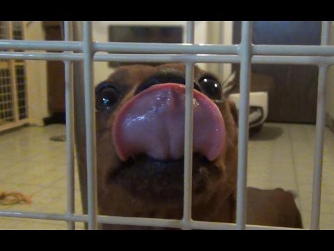 evenflo-tall-dog-/-child-/-toddler-gate-review