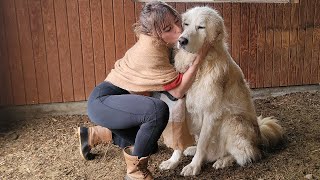 NEW METHOD of keeping our Great Pyrenees secured  | cheap way to keep Pyrenees in the pasture