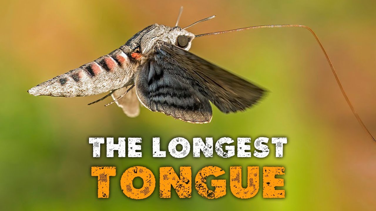 Morgan's Sphinx Moth: The Insect with the Longest Tongue in the World!