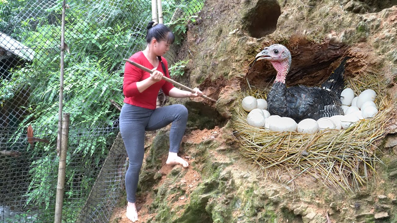 TIMELAPSE _450 Days Build Net For Pheasants To Lay Eggs - Harvest Lots Of Eggs To Sell
