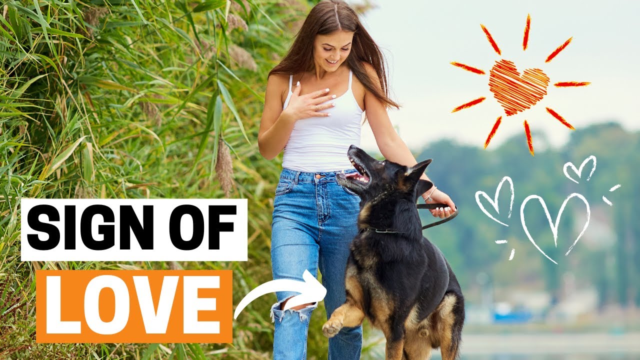 9 Signs that your German Shepherd Loves you the MOST