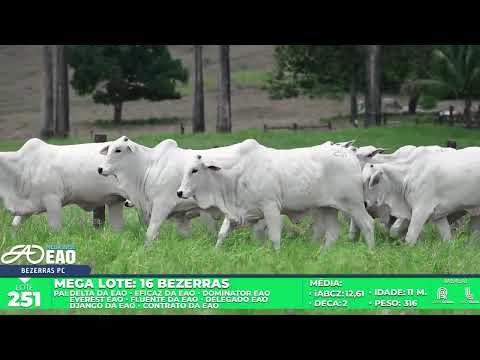 LOTE 251