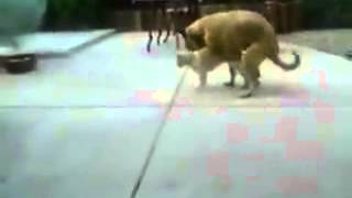 Hund Hat Sex Mit Katze Hund Hat Sex Mit Katze