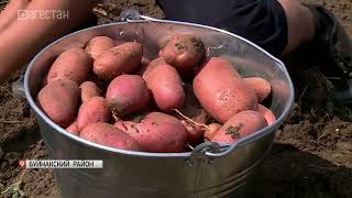 В Буйнакском районе собирают урожай картофеля