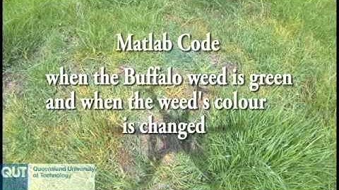 Buffalo weeds detection using Matlab