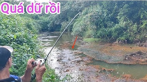 Câu cá lóc_Săn hàng ao xa gãy luôn cây cần @Hữunghị tv