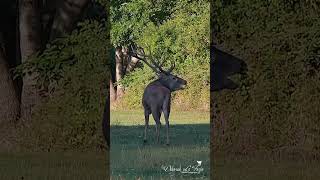 Abruzzo PNALM Cominciano, bramiti 2023 #abruzzo #wildlife #emozioni #bramiti #abruzzo🦌