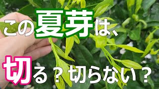 【7月上旬】夏に出るミカンの夏芽は、どうしたらいいのか？