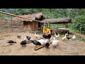 How to build farm, Garden, Duck food, Cooking, Free Life in forest - Ep.91