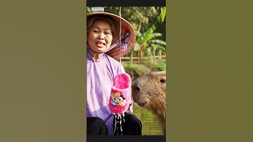 capybara và bà đi câu cá siêu cute #funny #video #capybara #shortvideo