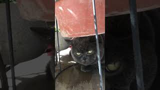 額に水が滴れてるのを気にしない猫 by Susuki 81 views 2 months ago 2 minutes, 5 seconds