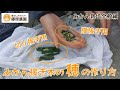 みかんの接ぎ木のための穂木の作り方～切り接ぎ、腹接ぎ2種類の穂の作り方を解説します