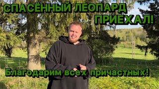 ВЕСТИ С ПОЛЕЙ! СПАСЁННЫЙ ЛЕОПАРД ДОБРАЛСЯ ДО ПАРКА «ЗЕМЛЯ ПРАЙДА»! Скоро все подробности!)