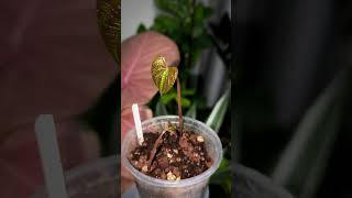 10-тый день роста ДИОСКОРЕИ ДИСКОЛОР 🌱