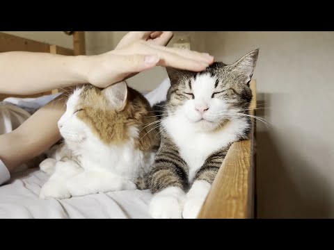 朝はエアコンの効いた涼しい部屋でマッタリする猫