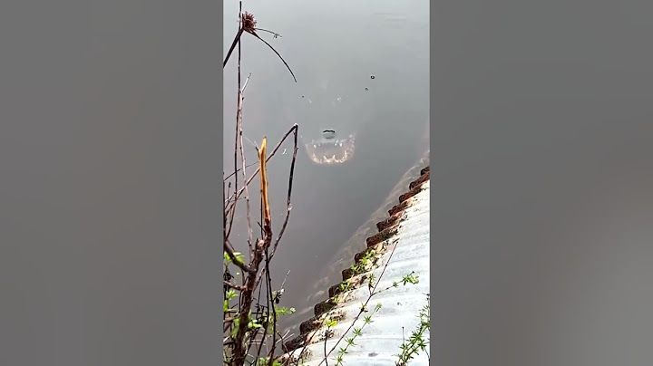 He was ready to risk it all 😲 #scary #shocking #crocodile