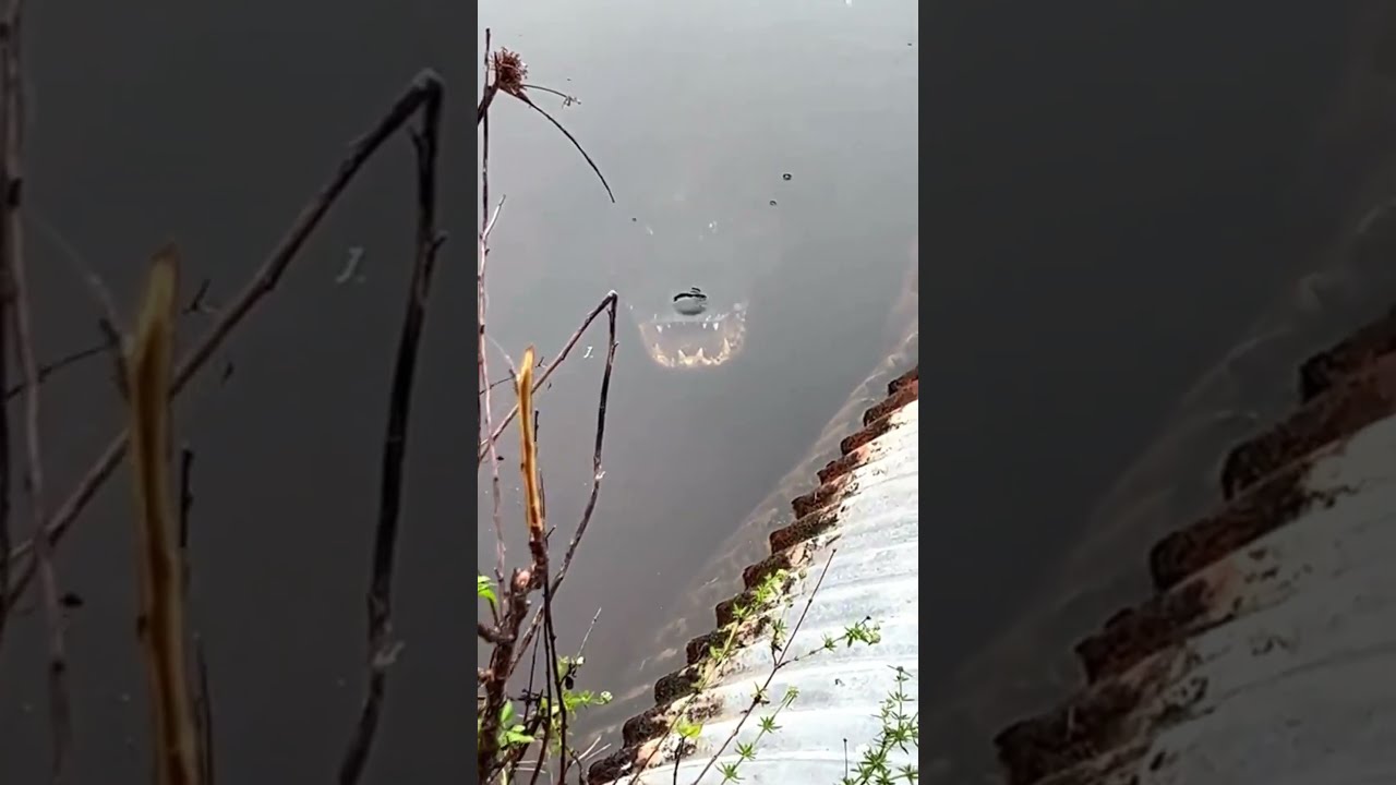 He Was Ready To Risk It All Scary Shocking Crocodile